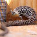 San Diego Alligator Lizard