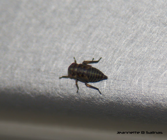 Spotting Image 1