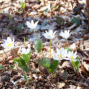 Bloodroot