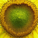 Sun flower