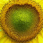Sun flower
