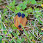 Tailed Net-winged Beetle