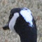 Canada Goose (leucistic head)