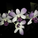 Dendrobium