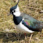 Lapwing