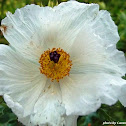 White Prickly Poppy