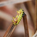 Oriental Moth Caterpillar