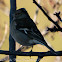 Chaffinch