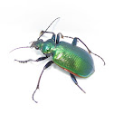 Caterpillar hunter beetle
