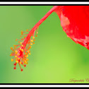 china rose