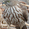 Juvenile Shikra