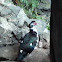 Muscovy Duck