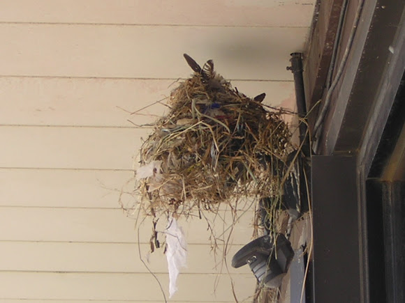 Spotting Image 1