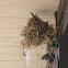 bird's nest