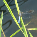 Blue Dasher