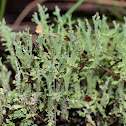 Lichen