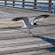 Laughing Gull