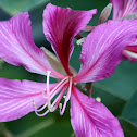 Orchid Tree