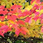 Maple Tree (Sugar)