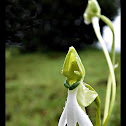 Long Tailed Habenaria Orchid