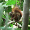 Dwarf Squirrel