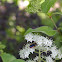 Sweat Bee