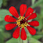Zinnia