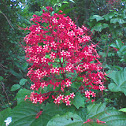 Pagoda Flower