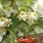 American Five-lined Skink