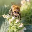 Honey Bee