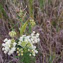 Whorled milkweed