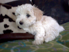 Cachorro Maltes En Venta