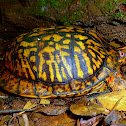 Eastern Box Turtle