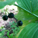 Solomon's Seal