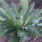 Birds' Nest Fern