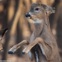 White-tailed Deer