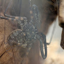 Whip Spider