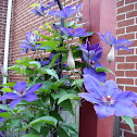 Clematis
