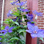 Clematis