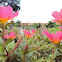 Moss rose