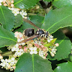 Bald Faced Hornet