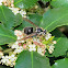Bald Faced Hornet
