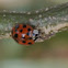 Asian Lady Beetle