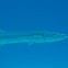 Great Barracuda