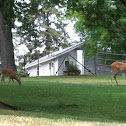 White Tailed Deer with Fawns