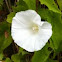 Haagwinde