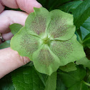 Hellebore hybrid