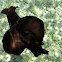 Aplysia depilans