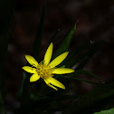 Help me ID this species
