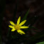 Help me ID this species